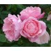 Троянда Алнвік (Роза The Alnwick)